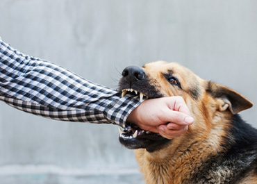 German Shepherd biting a person's arm. Title: Dog Bite Infection Risks.